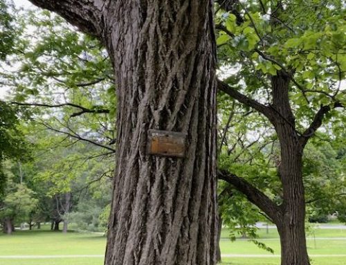 Where the trees have no names – just bad labels