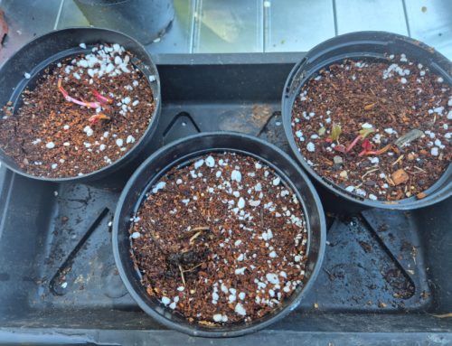 Bare Root Plants