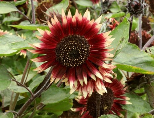 Reclaiming The Sunflowers