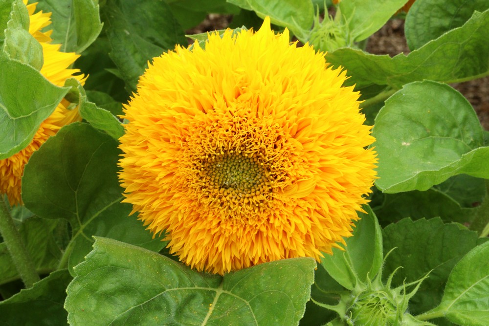 Helianthus 'Teddy Bear'