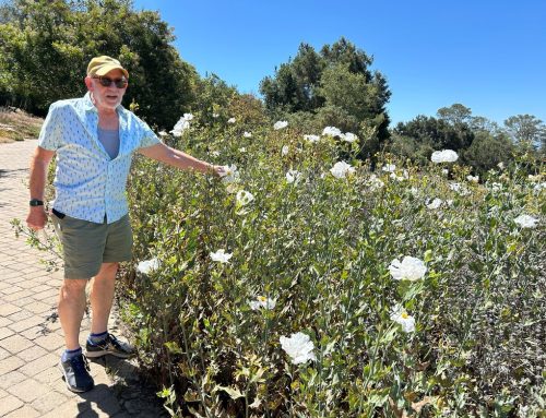Santa Barbara Botanic Garden, and is fire-wise gardening compatible with wildlife-friendly, water-wise gardening?
